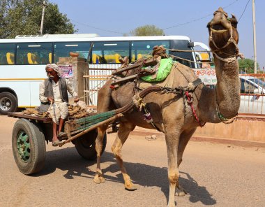 RURAL RAJASTHAN INDIA - 03 01 2023: At arabasındaki kırsal erkek çiftçi, bir deve arabayı sürüyor