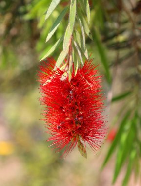 Calliandra, Caesalpinioideae familyasının mimozom familyasından bir bitki cinsidir. Tropikal ve subtropikal türlere özgü yaklaşık 140 tür içerir.