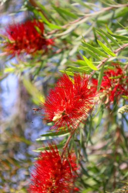 Calliandra, Caesalpinioideae familyasının mimozom familyasından bir bitki cinsidir. Tropikal ve subtropikal türlere özgü yaklaşık 140 tür içerir.
