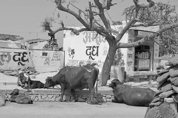 Rural Rajasthan India 2023 Poor Farmer Water Bull Calf Road — Stock Photo, Image