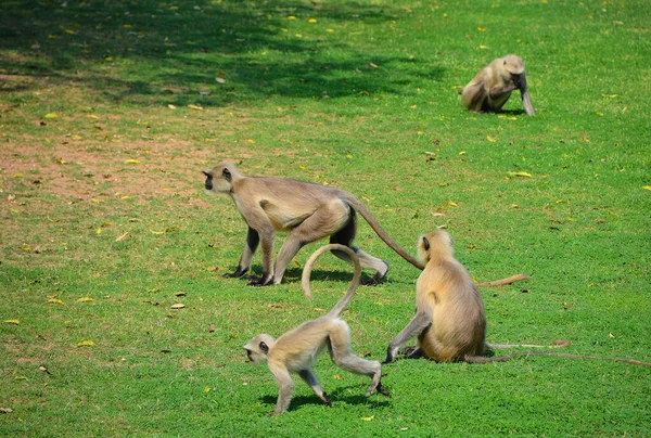 Langurus Cinzentos Também Chamados Langurus Hanuman Macacos Hanuman São Macacos — Fotografia de Stock
