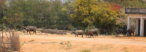 Una Manada Búfalos Agua Caminando Por Camino — Foto de Stock