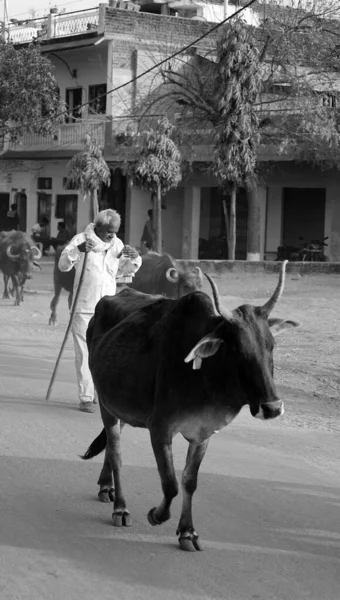 Khajuraho India 2023 Escena Callejera Del Pueblo Rural Rebaño Hombres — Foto de Stock