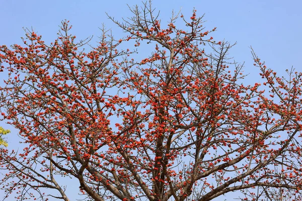 Červený Květ Bombax Ceiba Běžně Známý Jako Bavlna Strom Malabarské — Stock fotografie