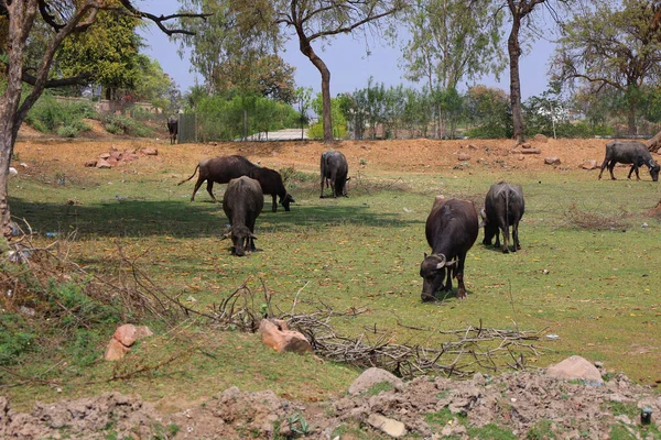 Búfalos Agua Sagrada India Búfalos Agua Asiáticos Domésticos Agua — Foto de Stock