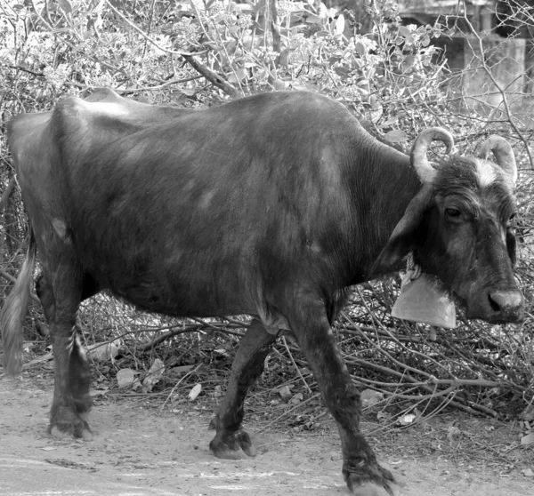 Indický Vodní Buvol Nebo Domácí Asijský Vodní Buvol Kráva Posvátné — Stock fotografie