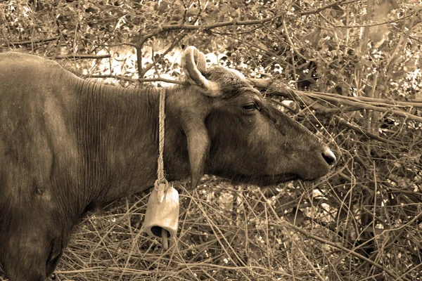 Buffle Eau Sacré Indien Buffle Eau Asiatique Domestique Vache Est — Photo