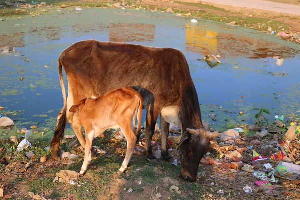 stock image Free range cow with suckling calf on a rural farm India. Cattle are considered sacred in Indian religions such as Hinduism, Jainism, Buddhism