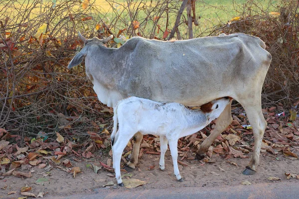 Krowa Chowu Wolnym Wybiegu Ssącym Cielęciem Farmie Indiach Bydło Uważa — Zdjęcie stockowe