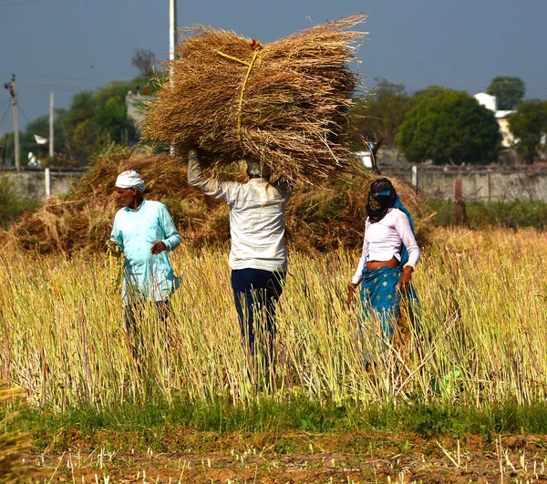 RURAL RAJASTHAN INDIA - 02 15 2023: Hintli çiftçiler hardal hasadı için tarlada çalışıyorlar. Hindistan 'da hardal yetiştiriciliği dünyanın en büyük dördüncü hardal yağ ekimi üreticisidir.