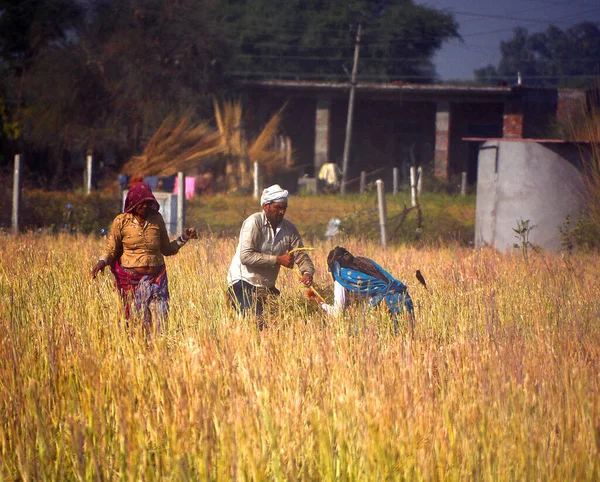 Rural Rajasthan India 2023 Agricultores Indios Trabajando Campo Para Cosechar —  Fotos de Stock