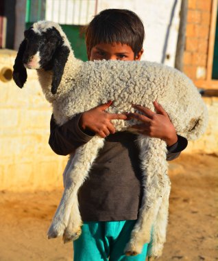 RAJASTHAN İNDİYANI - 02 13 2023: küçük koyununu taşıyan küçük çocuk. Çocukların evleri ve aileleriyle ilgilenmek gibi sorumlulukları var. Su alıp yiyecek için tahıl topluyorlar.