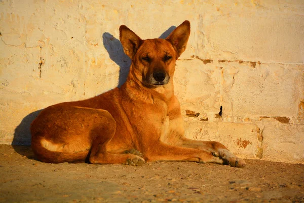 Perro Posando Desierto Thar Situado Cerca Jaisalmer Ciudad Oro India — Foto de Stock