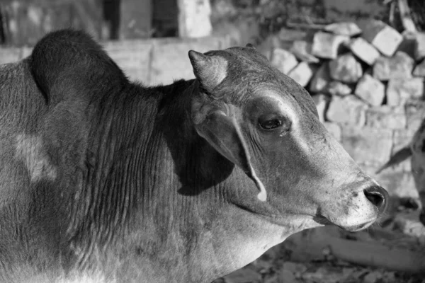 Indian cow in the street. Cow is a sacred animal in India. Jasialmer, Rajasthan, India