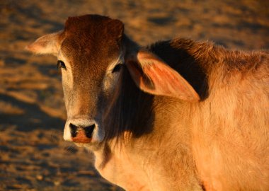 Brahman cinsi (Brahma olarak da bilinir) Hindistan 'ın 