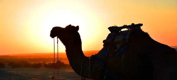 Kameel Silhouet Thar Woestijn Bij Zonsondergang Jaisalmer Het Rajasthan India — Stockfoto