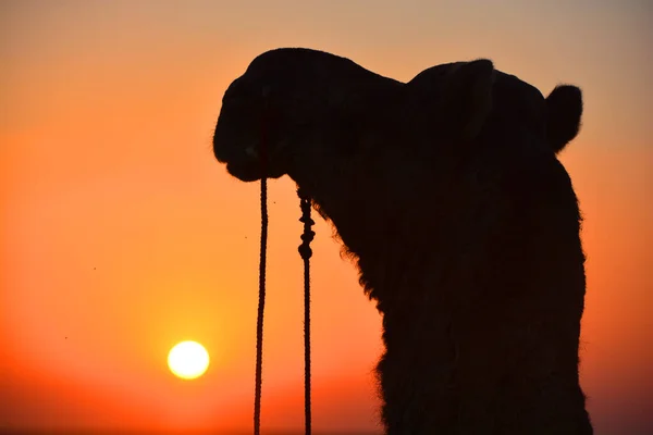Верблюд Силует Пустелі Тар Заході Яйсальмера Раджастхан Індія — стокове фото