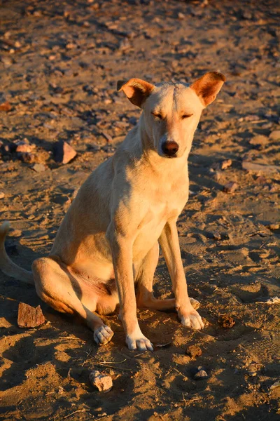 Οικιακός Σκύλος Στην Έρημο Thar Στο Jaisalmer Ινδία — Φωτογραφία Αρχείου