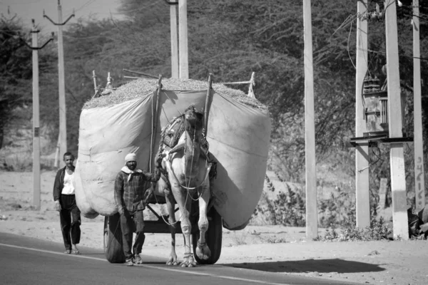 Rural Rajasthan India 2023 Fermier Rural Sur Chariot Foin Pour — Photo