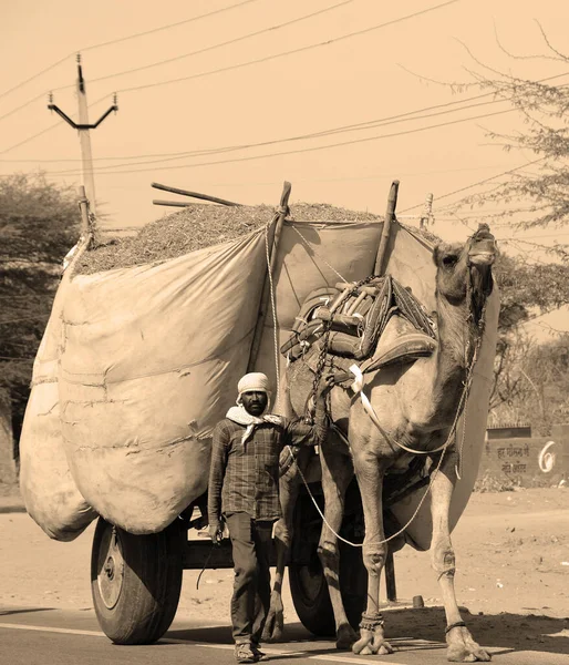 Rural Rajasthan India 2023 Campesino Rural Carro Heno Para Ganado —  Fotos de Stock