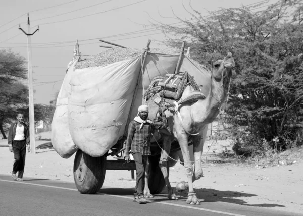 Rural Rajasthan India 2023 Деревенский Самец Телеге Сена Котлеток Верблюд — стоковое фото