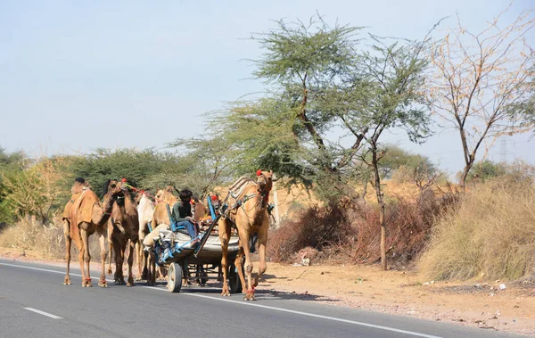 라자스탄 India 2023 나무를 위한건 초운반용 수레에 낙타가 마차를 운전하고 — 스톡 사진