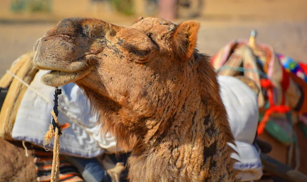 Верблюд Обличчя Очікуванні Туристів Верблюд Пустелі Тар Раджастхан Індія Camelus — стокове фото