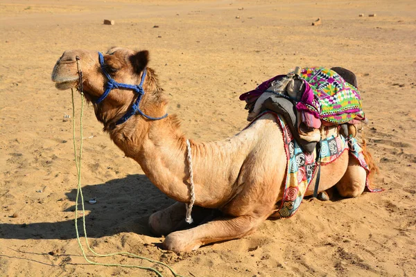 ラクダ 顔をしながら サール砂漠 ラジャスタン州 インドでラクダに乗るための観光客を待っている ラクダ カメラスドロメダリウスは 背中に観光客を運ぶ大規模な砂漠の動物です — ストック写真