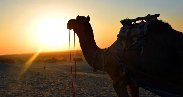Верблюжий Силуэт Пустыне Тар Закате Джайсалмер Раджастхан Индия — стоковое фото