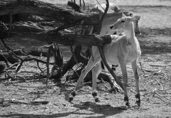Nilgai Vagy Kék Tehén Boselaphus Tragocamelus Legnagyobb Ázsiai Antilop Endémiás — Stock Fotó