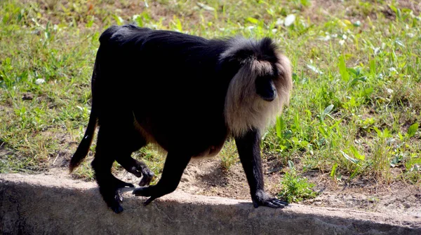 狮尾猕猴 Lion Tail Macaque 也被称为 Wanderoo 是一种原产于印度西部的旧世界猴 — 图库照片