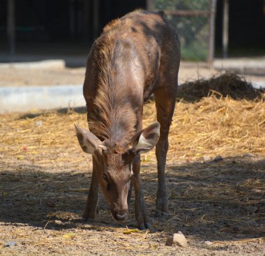 Blackbuck (Antilope cervicapra), Hindistan ve Nepal 'de yaşayan bir antilop türüdür. Çimenli düzlüklerde ve uzun ömürlü su kaynaklarının bulunduğu ormanlık alanlarda yaşar..