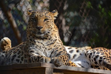 Asya leoparlarının Hindistan ve Sri Lanka parklarında bulunması zor, çünkü diğer baskın yırtıcı leoparların yokluğu Asya 'da avlarını avlamak Afrikalı mevkidaşlarından daha kolaydır.