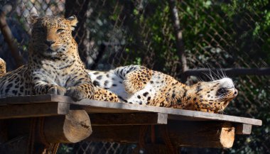 Asya leoparlarının Hindistan ve Sri Lanka parklarında bulunması zor, çünkü diğer baskın yırtıcı leoparların yokluğu Asya 'da avlarını avlamak Afrikalı mevkidaşlarından daha kolaydır.