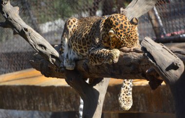 Asya leoparı Hindistan ve Sri Lanka 'nın parklarında yakalanması zor olmaya devam ediyor, diğer baskın yırtıcı leoparların yokluğu nedeniyle Asya' da avlarını avlamak Afrikalı meslektaşlarından daha kolaydır.