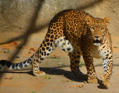 Asya leoparı Hindistan ve Sri Lanka 'nın parklarında yakalanması zor olmaya devam ediyor, diğer baskın yırtıcı leoparların yokluğu nedeniyle Asya' da avlarını avlamak Afrikalı meslektaşlarından daha kolaydır.