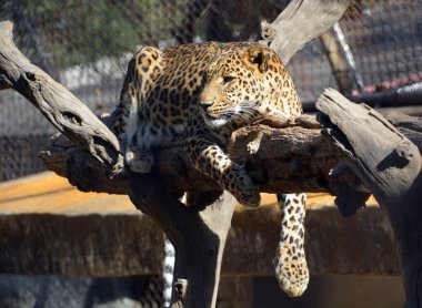Asya leoparı Hindistan ve Sri Lanka 'nın parklarında yakalanması zor olmaya devam ediyor, diğer baskın yırtıcı leoparların yokluğu nedeniyle Asya' da avlarını avlamak Afrikalı meslektaşlarından daha kolaydır.
