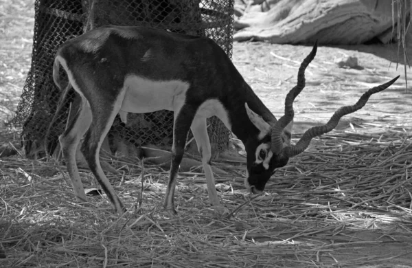 黑斑羚羊 Blackbuck 也被称为印度羚羊 Indian Antelope 是原产于印度和尼泊尔的羚羊 它生活在长满青草的平原和长满长年累月的水源的轻度森林地区 — 图库照片