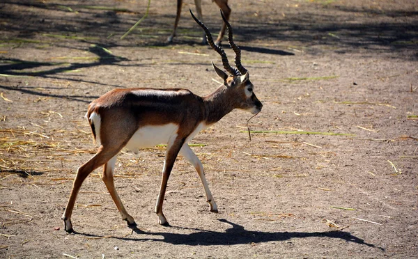 Blackbuck Antilope Cervicapra Hindistan Nepal Yaşayan Bir Antilop Türüdür Çimenli — Stok fotoğraf