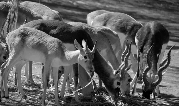 영양으로 도알려져 다랭이 Antilope Cervicapra 인도와 자생하는 영양이다 이무성 평야와 — 스톡 사진