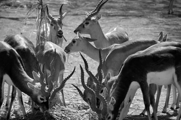 Blackbuck Antilope Cervicapra Hindistan Nepal Yaşayan Bir Antilop Türüdür Çimenli — Stok fotoğraf