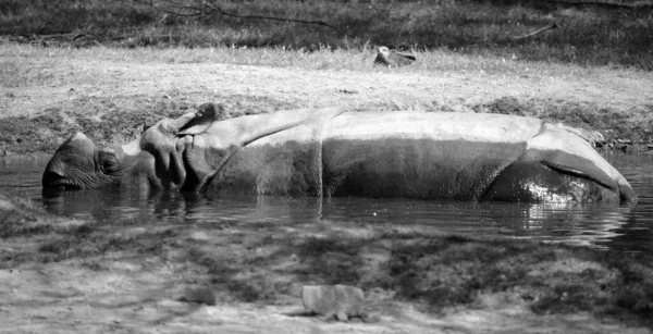 Indyjski Nosorożec Rhinoceros Unicornis Jest Również Nazywany Wielkim Nosorożcem Azjatyckim — Zdjęcie stockowe