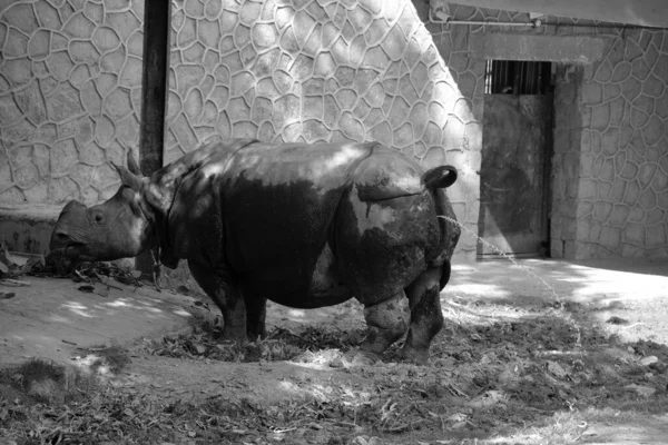 印度犀牛 Rhinoceros Unicornis 也被称为 大一角犀牛 Greater One Horned Rhinoceros 亚洲一角犀牛 — 图库照片