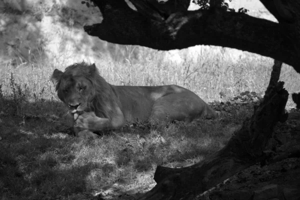 아시아사자 아시아사자 페르시아 Persian Lion 오늘날 인도에서 상태로 살아가는 판테라 — 스톡 사진