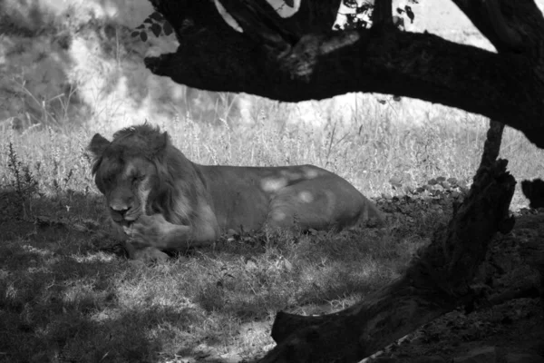 Ázsiai Oroszlán Más Néven Perzsa Oroszlán Panthera Leo Leo Populációja — Stock Fotó