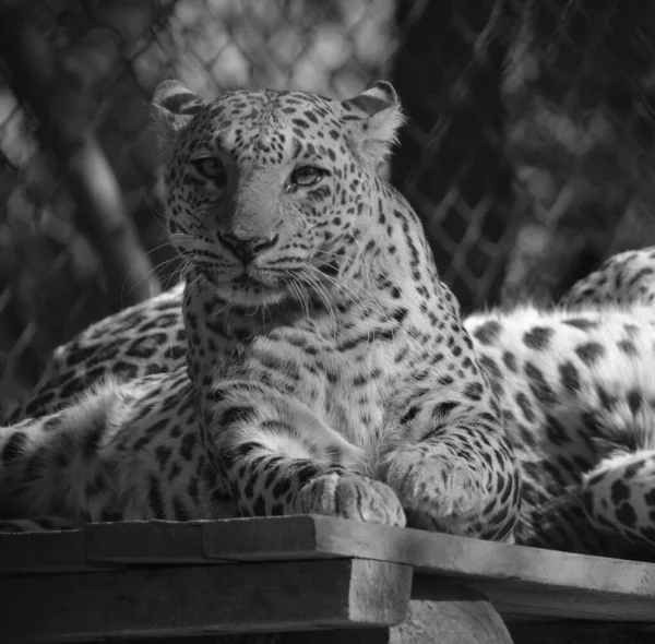 Los Leopardos Asiáticos Siguen Siendo Esquivos Los Parques India Sri — Foto de Stock