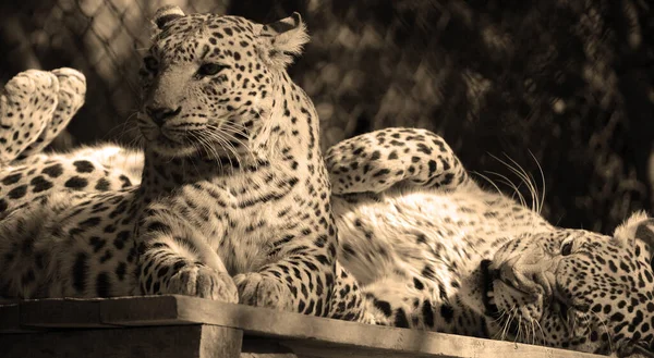 Азіатські Леопарди Залишаються Невловимими Парках Індії Шрі Ланки Через Відсутність — стокове фото