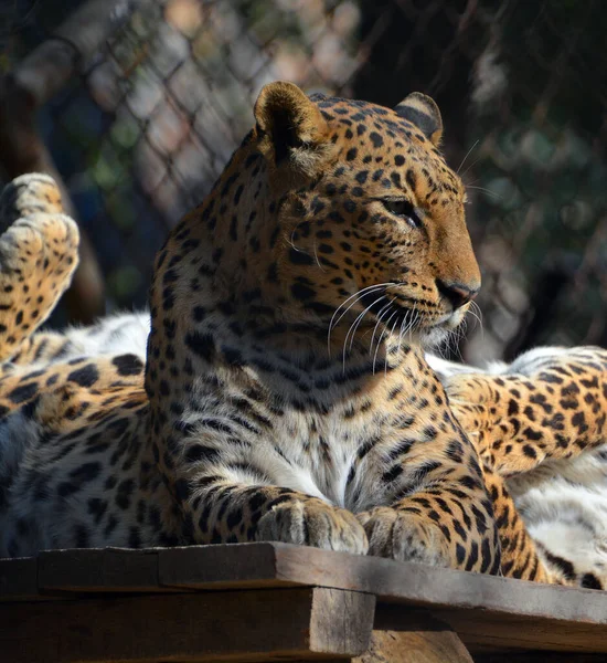 Asya Leoparlarının Hindistan Sri Lanka Parklarında Bulunması Zor Çünkü Diğer — Stok fotoğraf