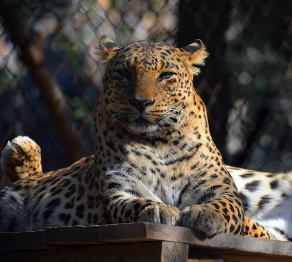Asijští Leopardi Jsou Parcích Indie Šrí Lanky Stále Nepolapitelní Protože — Stock fotografie