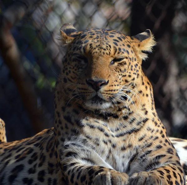 Leopardos Asiáticos Permanecem Evasivos Nos Parques Índia Sri Lanka Devido — Fotografia de Stock